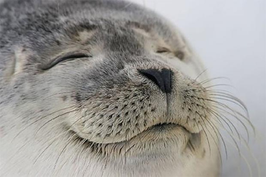 Seal of Approval
