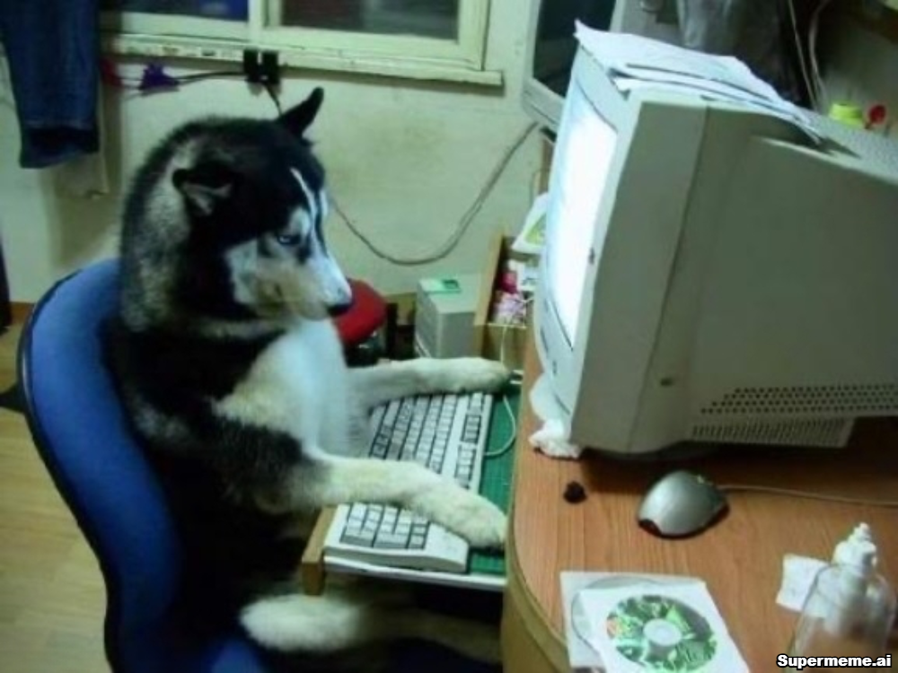 Husky Using A Computer