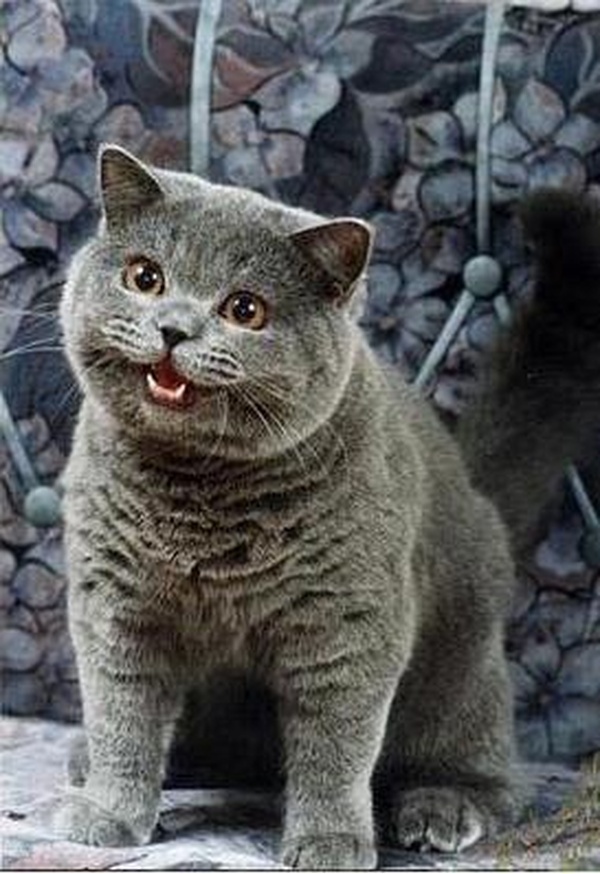 I Can Has Cheezburger